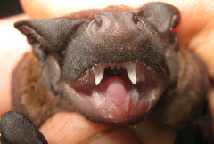 Miller's Dog-Faced Bat photo 2