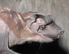 Miller's Dog-Faced Bat photo 3