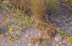 Mentzelia reverchonii