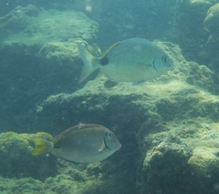 Diplodus