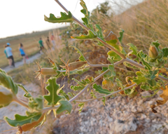 Mentzelia reverchonii