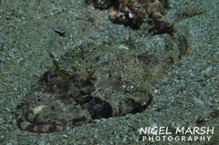 Cymbacephalus nematophthalmus