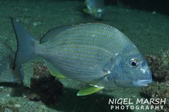 Goldlined Seabream photo 2