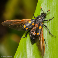 Nicrophorus didymus