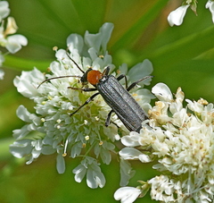 Oedemera croceicollis