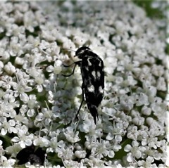 Hoshihananomia octopunctata
