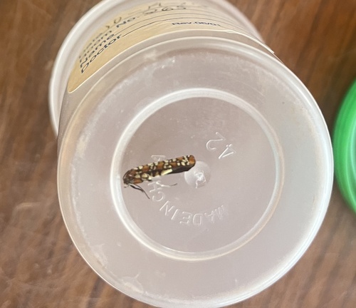 Ailanthus Webworm Moth