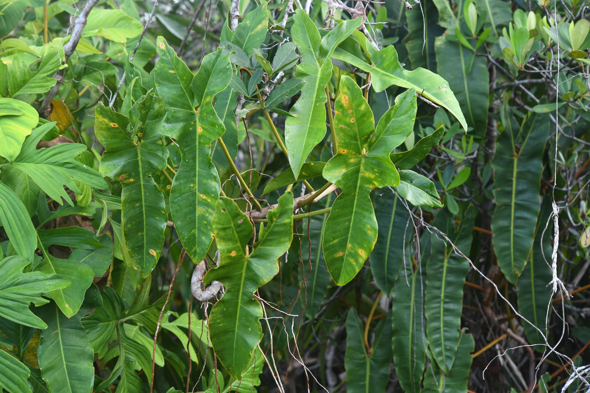 Imagem de Guanandi