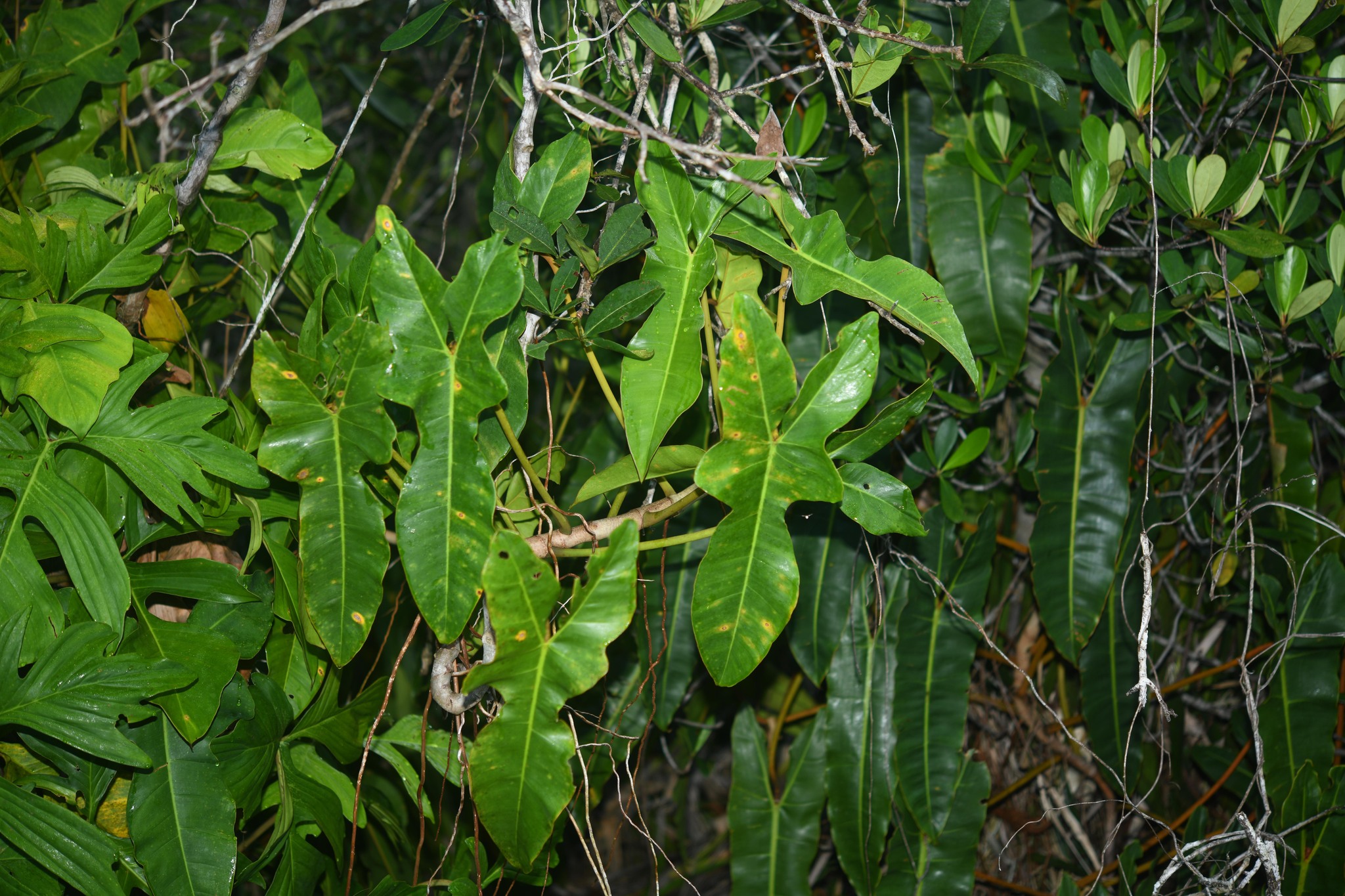 Imagem de Guanandi