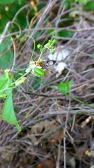 Pseudosphex leovazquezae