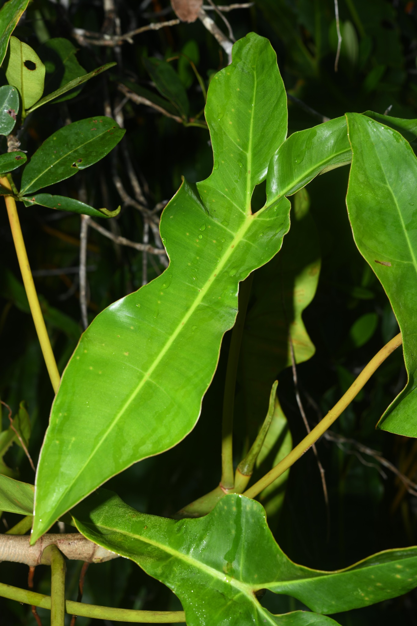 Imagem de Guanandi