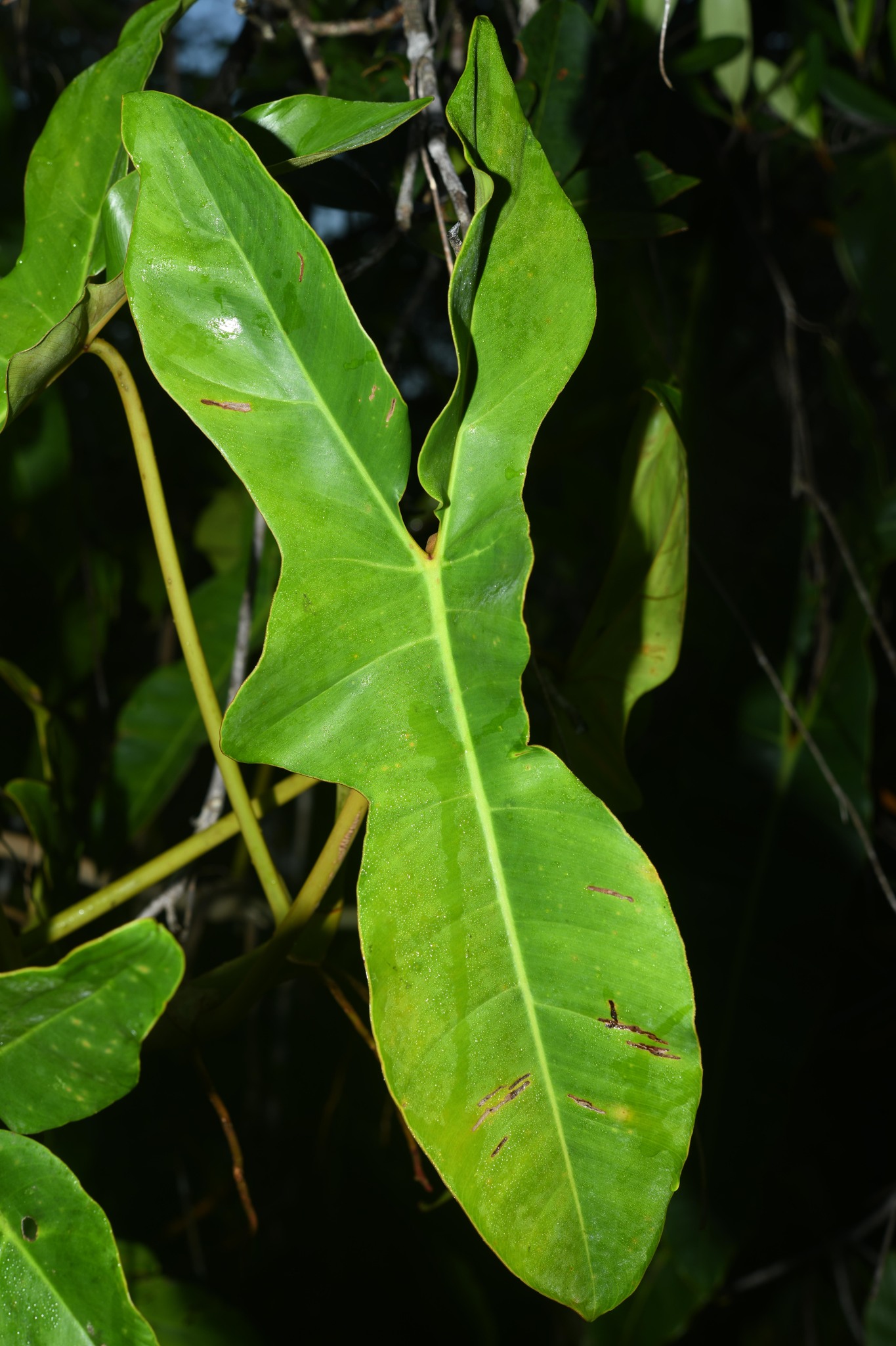Imagem de Guanandi
