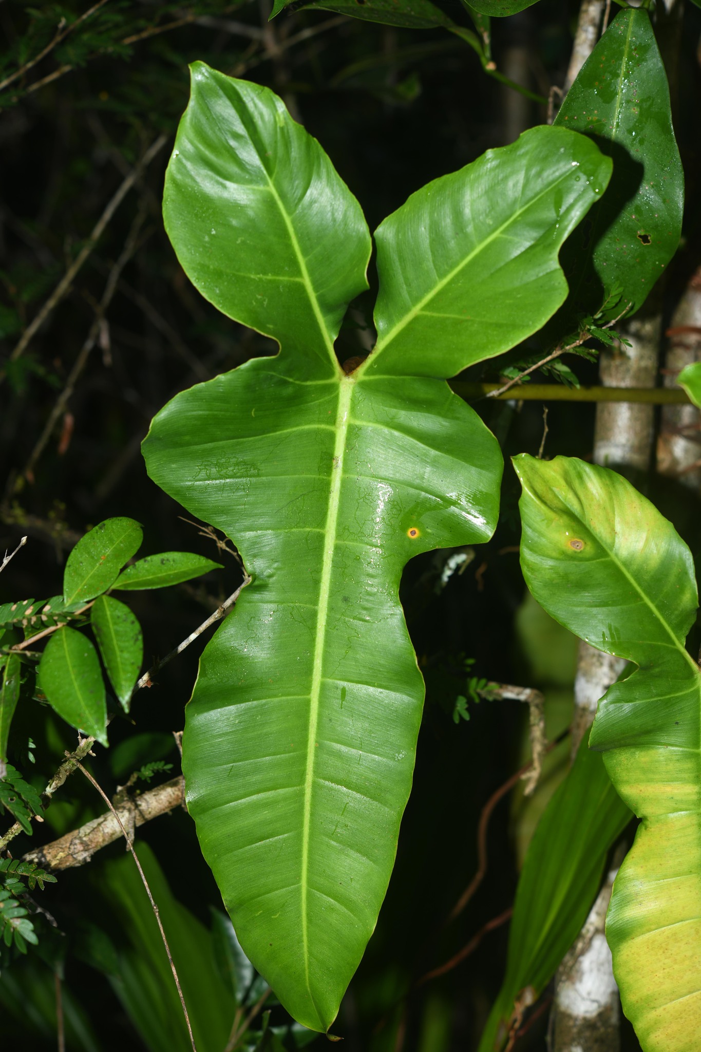 Imagem de Guanandi