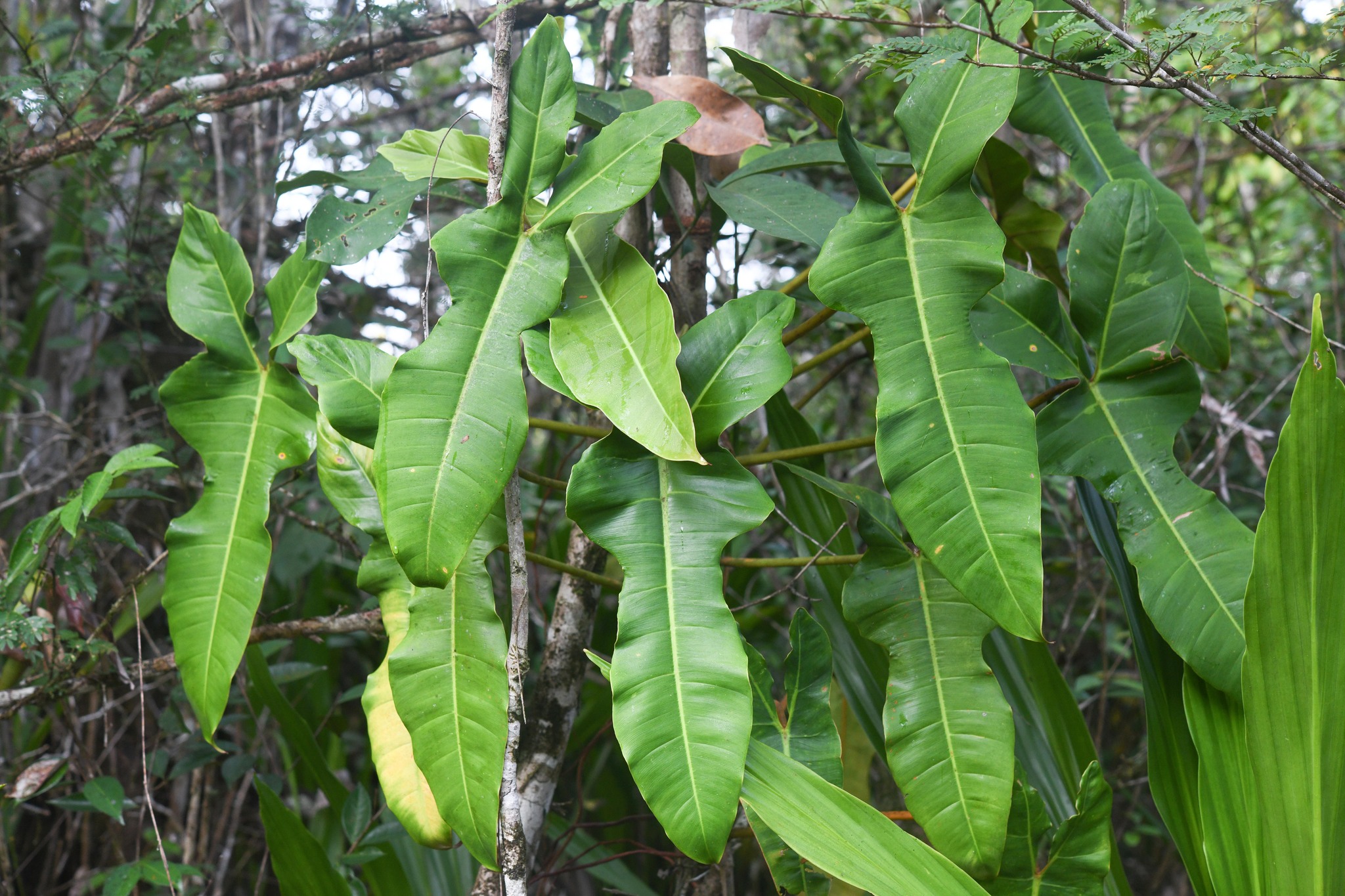 Imagem de Guanandi