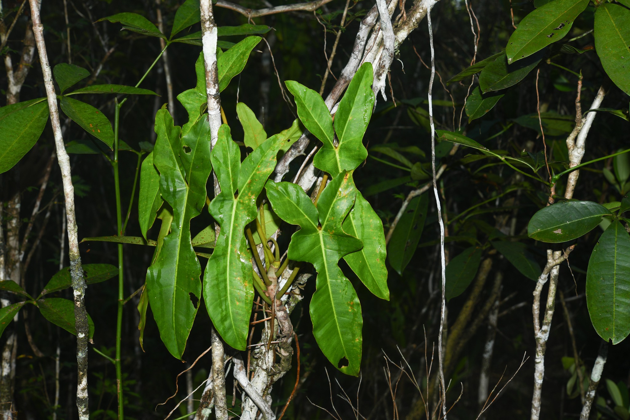 Imagem de Guanandi