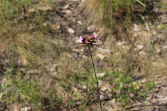 Dianthus andrzejowskianus