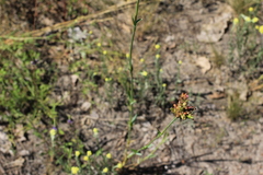 Dianthus andrzejowskianus
