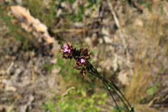 Dianthus andrzejowskianus