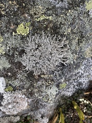 Stereocaulon dactylophyllum