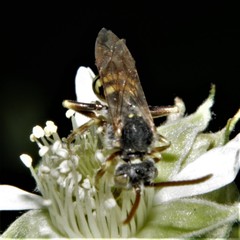 Nomada superba