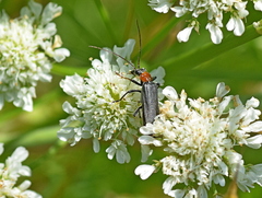 Oedemera croceicollis