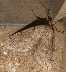 Paleacrita vernata