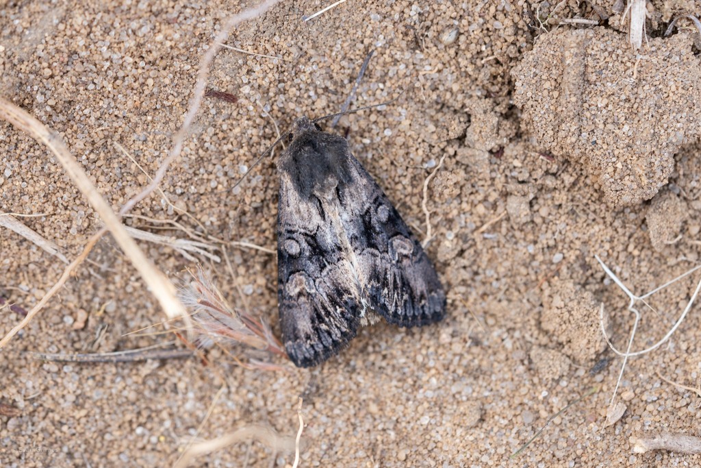 Relic Dune and Burgess' Apamea Moths