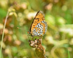 Melitaea arduinna