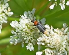 Oedemera croceicollis