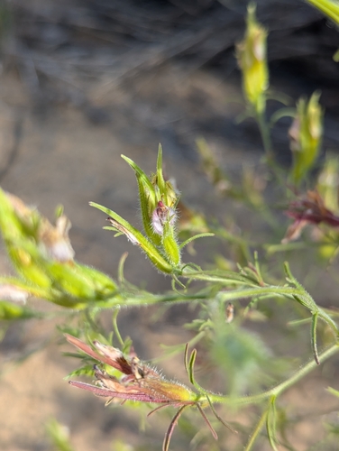 Cordylanthus kingii ssp. kingii