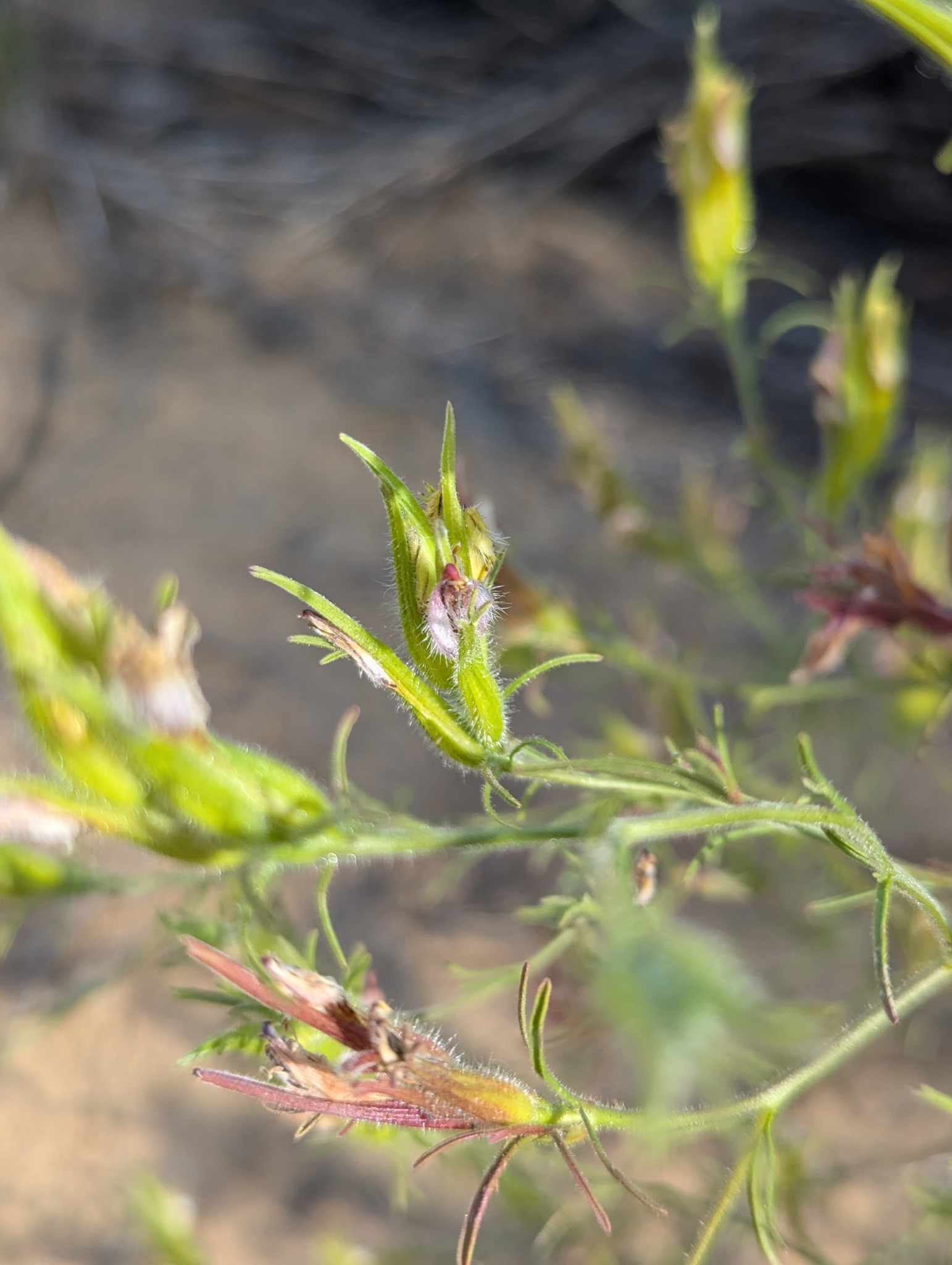 Cordylanthus kingii ssp. kingii