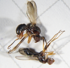 Nemopoda nitidula