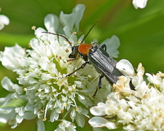 Oedemera croceicollis