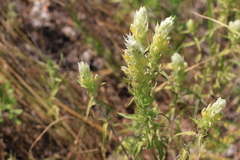 Melampyrum argyrocomum