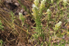 Melampyrum argyrocomum