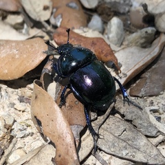 Trypocopris vernalis