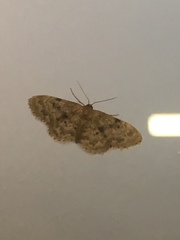 Idaea inquinata
