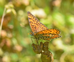 Melitaea arduinna