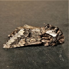 Psaphida thaxterianus