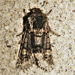 Psaphida thaxterianus