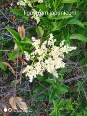 Ligustrum lucidum