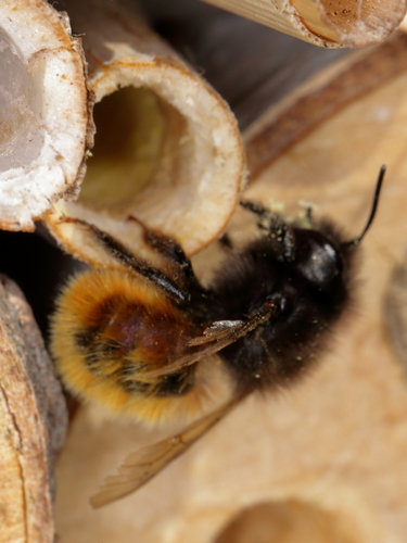 European Orchard Bee photo 6
