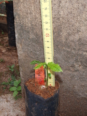 Alsodeiopsis schumannii