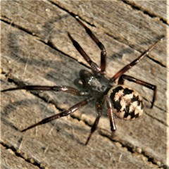 Steatoda albomaculata