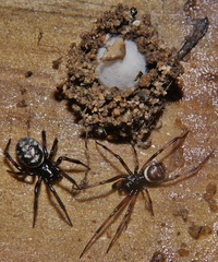 Steatoda albomaculata