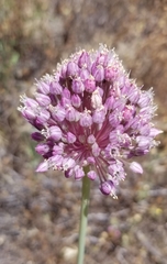 Allium ampeloprasum