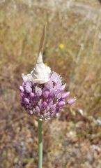 Allium ampeloprasum