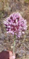 Allium ampeloprasum