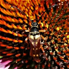 Typocerus velutinus