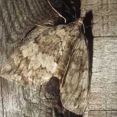 Hydriomena renunciata